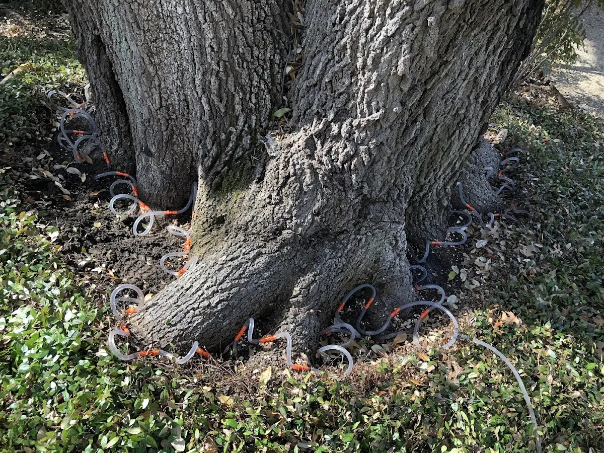 Detailed Tree Cabling and Bracing job site in Channahon