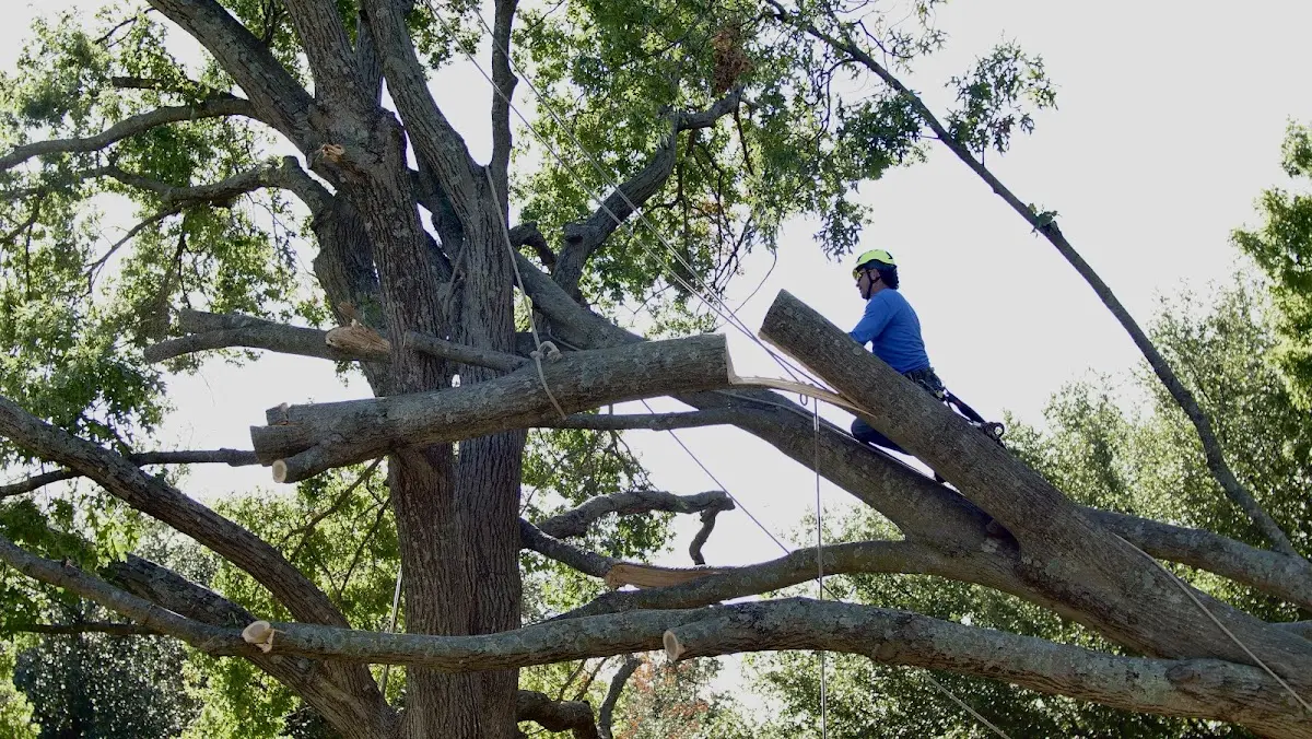 Professional Hazardous Tree Removal performed by certified arborists in Channahon